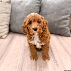 Alexus/Mini Goldendoodle									Puppy/Female	/11 Weeks,Hello there! I’m Alexus a beautiful Mini Goldendoodle puppy! These puppies have a Mom that weighs around 33 pounds and Dad weighs around 12 pounds! Alexus is the perfect addition to any family. Don’t miss the opportunity to bring home this delightful Mini Goldendoodle puppy! I’m well socialized with children and ready to fit into your family! I would love to fill your home with all of my  puppy love! I have been vet checked, microchipped and I am up to date on vaccinations and dewormings and will come with a one year genetic health guarantee. Call or text anytime to make me the newest addition to your family and get ready to spend a lifetime of tail wagging fun!  