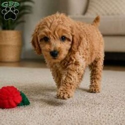 Bella/Cavapoo									Puppy/Female	/11 Weeks,Are you looking for an awesome puppy ? This one would love to be your buddy !! Bred to bring joy and love to your life !!