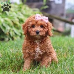 Addy/Cavapoo									Puppy/Female	/13 Weeks,Meet Addy, the epitome of charm and cuteness in the form of a Cavapoo puppy! She is a delightful blend of energy, intelligence, and affection, ready to prance into your heart and home. Her expressive eyes and wagging tail show the joy and warmth she brings to every interaction. Raised with love and care, she is the perfect fit for families and individuals alike, ready to become a cherished member of your family. With her soft, fluffy coat, she makes the perfect little snuggle buddy. Thanks to her Poodle heritage, she is intelligent and quick to pick up on new things, making her easy to train and adaptable to a variety of situations.