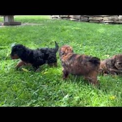 Cocoa/Miniature Poodle									Puppy/Female	/May 9th, 2026,These adorable Mini Poodle puppies are looking for loving homes where they will be cherished and spoiled with plenty of love and attention. They have been well socialized and enjoy spending time with people, making them wonderful companions . Their friendly personalities and playful nature make them a joy to be around.