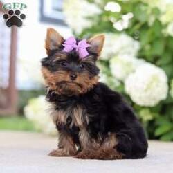 Lola/Yorkie									Puppy/Female	/11 Weeks,Hi, my name is Lola! I’m an adorable ACA Registered Yorkshire Terrier with a playful personality and a heart full of love. I enjoy spending my days exploring, playing with my favorite toys, and snuggling up for plenty of cuddles. My small size and affectionate nature make me a wonderful companion, whether you’re looking for a loyal best friend or a loving addition to your family.