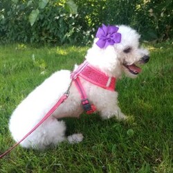 Callie/Bichon Frise									Puppy/Female	/May 13th, 2026,Callie is a wee tiny baby girl of 1.1 lbs doesn’t seem to know she is the smallest! She is a very adventurous and inquisitive playful little cuddle bug. She is started on her puppy pad training and is eating very well! Callie had her 6 wk check up at the vet, where she also got her vaccinations and her health certificate. She will have her 1 yr. health guarantee, a sample bag of food, some puppy pads and her birth certificate with her when she goes to her forever home. I have transportation options available. Callie would love to meet you and give you lots of sweet puppy kisses!