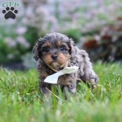 Alfie/Cavapoo									Puppy/Male	/6 Weeks,Hi, I’m Alfie! I’m an absolutely adorable F1B Cavapoo puppy with a sweet personality and a heart full of love. I love exploring new places, playing with my favorite toys, and spending time with the people I love most. Whether I’m enjoying a fun adventure or snuggling up for cuddle time, I’m happiest when I’m surrounded by love and attention. With my soft, fluffy coat, bright eyes, and affectionate nature, I’m sure to steal your heart from the very first moment we meet. I can’t wait to fill my forever home with endless love, laughter, and unforgettable memories!