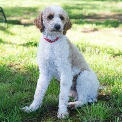 Nick/Mini Labradoodle									Puppy/Male	/9 Weeks,This is Nick. He is a handsome red haired little guy looking for a fur-ever home! He’d love to be your best friend! Family raised, up to date on shots and dewormer, and comes with a 1 year genetic health guarantee. He’s socialized with our children, who help care for the puppies!! He comes with a small bag of food, blanket, toy and a collar. Give us a call today! We’re open Monday-Saturday 8-8 and closed on Sundays. Sunday messages will be returned on Monday. Country Echo Pets,  Raymond Lapp Sunbury Pa 17801 Pa License #17927