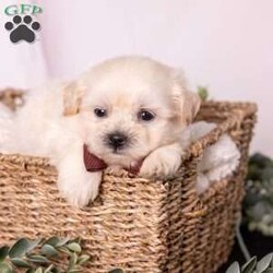 Marlin/Teddy Bear									Puppy/Male	/7 Weeks,Meet Marlin, a gorgeous cream teddy bear puppy with a soft, creamy white coat and an irresistibly sweet, fluffy appearance. Teddy bear puppies—also called Shichons or Zuchons—are a beloved cross between the Shih Tzu and Bichon Frise. Known for their plush coats, rounded faces, and small, sturdy frames, these companions typically grow to between 10 and 18 pounds. Their gentle, affectionate nature and adaptability make them an excellent choice for families, couples, seniors, and first-time dog owners alike.