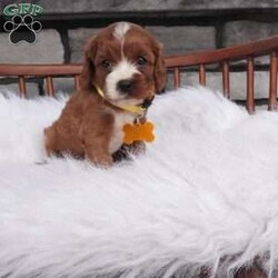 Bessie/Cavapoo									Puppy/Female	/7 Weeks,hey i am Bessie , i am bashful , and a wee it shy but don’t worry i warm up pretty quickly with a little time and once i get to know you 
