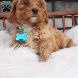 Fritz/Cavapoo									Puppy/Male	/8 Weeks,Hello meet me Fritz, i love love making new friends im a socail littke guy full of energy ill be sure to bring lots of love and Lauhter to you life 