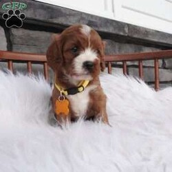 Bessie/Cavapoo									Puppy/Female	/7 Weeks,hey i am Bessie , i am bashful , and a wee it shy but don’t worry i warm up pretty quickly with a little time and once i get to know you 