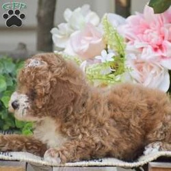 Kyle/Toy Poodle									Puppy/Male	/9 Weeks,Welcome to the King family! We have an adorable litter of 5 Toy Poodle puppies currently available; 3 boys & 2 girls. The mother and puppies are all in home family raised. All puppies come fully vet checked with shots and dewormer, paperwork, 30 day health guarantee, small bag of puppy food & more. The Toy Poodle dog breed is a perfect choice for someone wanting a small full grown dog, zero shedding & hypoallergenic, great family personality dog for children as well. Toy Poodles love a great mix of cuddles and playtime! Give us a call today to reserve yours!