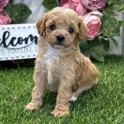 Adopt a dog:Taya/Poodle/Female/July 1, 2026,Hi, I'm Taya! I'm a 5-week-old female Poodle with a beautiful apricot coat, born on July 1. I'll be ready to go home to my forever family after September 23, once I'm grown enough to leave my litter. When I reach my adult size, I should weigh between -1–55 lbs. I'm AKC registered. My mission: to make you smile every single day.