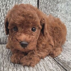 Kara/Poodle/Female/June 30, 2026