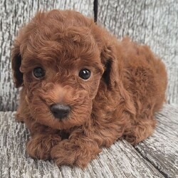 Adopt a dog:Kara/Poodle/Female/June 30, 2026,Hi, I'm Kara! I'm a 6-week-old female Poodle with a beautiful red coat, born on June 30. I'll be ready to go home to my forever family after August 25, once I'm grown enough to leave my litter. I'm AKC registered. I'm all set to fill your home with laughter and paw-some moments.
