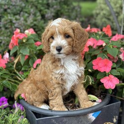 Cooper/Cockapoo									Puppy/Male	/June 16th, 2026,  Cooper is a playful, adorable F1b cockapoo puppy who will bring happiness and fun to your home. He has been loved cared for by our family and our four children and will be a wonderful addition to your family. He is brown with gentle curls. His mom is a cockapoo who weighs 28 pounds and his dad is a purebred red miniature poodle who weighs about 12 pounds. His adult weight should be around 18-20lbs. He comes with a one-year health guarantee. Cockapoos are hypoallergenic with little to no shedding. Will ship within the United States for an additional cost. Text or call Rodney at for additional pictures or videos.