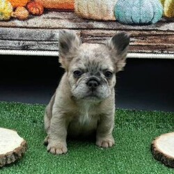 Adopt a dog:Mariah/French Bulldog/Female/,Hi, I'm Mariah! I'm an 8-week-old female French Bulldog with a beautiful merle coat, born on June 26. I am ready now to plan my trip to my forever family. Once I reach my adult size, I'm expected to weigh between 25–30 lbs. I'm AKC registered. The bond that we'll build, of love and affection, will make a lifelong partnership and an unforgettable connection.