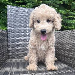 Adopt a dog:Bex/Goldendoodle/Female/,Hi, I'm Bex! I'm a 13-week-old male Goldendoodle. My dad is a Poodle and my mom is a Goldendoodle. I have a beautiful apricot coat, and I was born on May 22. I am ready now to plan my trip to my forever family. Be prepared for endless love, laughter, and puppy kisses.