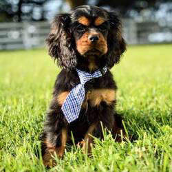 Adopt a dog:Benson/Cocker Spaniel/Female/,Hi, I'm Benson! I'm a 14-week-old male Cocker Spaniel with a beautiful black & tan coat, born on May 14. I am ready now to plan my trip to my forever family. Once I reach my adult size, I'm expected to weigh between 20–35 lbs. I'm AKC registered. I may nibble your shoelaces, but I'll fill your life with love.