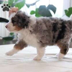 Quincy/Mini Bernedoodle									Puppy/Female	/July 27th, 2026,Are you looking to add joy to your life with a curly haired and playful friend? Then our f1 mini bernedoodle Quincy might be the puppy for you. We like Quincy because of her bright eyes, her beautiful merle coat, and her friendly personality. Her dad, Tundra, is a mini poodle weighing 15 pounds. Her mom, Oakley,  is our Bernese Mountain Dog and weighs 90 pounds. Her expected full grown weight is 25-50 pounds. Quincy will have been to the vet to ensure that she is in good health, has had her dew claws removed, is up to date on vaccinations and dewormer, and is microchipped. To take along to her new home, she comes with a collar and a small bag of her current puppy food to make her transition easier. She also comes with a one year health guarantee. She will be ready for her new home on September 21. We accept non refundable deposits through PayPal. We are happy to answer any questions concerning our puppies by call or text. We prefer call / texts instead of email if possible. Thank you! Andrew and Savannah King