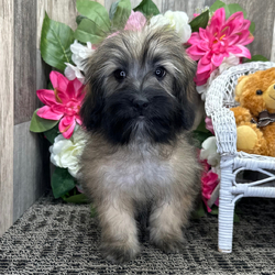 Adopt a dog:Farley/Havanese/Female/,Hi, I'm Farley! I'm a 17-week-old male Havanese with a beautiful black brindle coat, born on May 8. I am ready now to plan my trip to my forever family. Once I reach my adult size, I'm expected to weigh between 10–14 lbs. I'm AKC registered. I'm all set to bring my cheerful energy into your home.