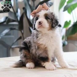 Quincy/Mini Bernedoodle									Puppy/Female	/July 27th, 2026,Are you looking to add joy to your life with a curly haired and playful friend? Then our f1 mini bernedoodle Quincy might be the puppy for you. We like Quincy because of her bright eyes, her beautiful merle coat, and her friendly personality. Her dad, Tundra, is a mini poodle weighing 15 pounds. Her mom, Oakley,  is our Bernese Mountain Dog and weighs 90 pounds. Her expected full grown weight is 25-50 pounds. Quincy will have been to the vet to ensure that she is in good health, has had her dew claws removed, is up to date on vaccinations and dewormer, and is microchipped. To take along to her new home, she comes with a collar and a small bag of her current puppy food to make her transition easier. She also comes with a one year health guarantee. She will be ready for her new home on September 21. We accept non refundable deposits through PayPal. We are happy to answer any questions concerning our puppies by call or text. We prefer call / texts instead of email if possible. Thank you! Andrew and Savannah King
