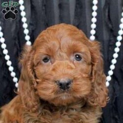 Willow/Cockapoo									Puppy/Female	/11 Weeks,Willow is a smart Cockapoo puppy who loves to have fun! This playful little girl has a gentle disposition and is sweet as can be! She is socialized and being raised by a family with children, preparing to be the best sidekick! Willow comes home microchipped and with a 30 day health guarantee plus an extended genetic health guarantee, both provided by the breeder. This sweetie has been seen by a vet and is up to date on shots and de-wormer. Willow is ready to meet you!