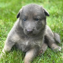 Adopt a dog:Scooby/German Shepherd Dog/Female/,Hi, I'm Scooby! I'm a 6-week-old male German Shepherd Dog with a beautiful blue & tan coat, born on July 25. I'll be ready to go home to my forever family after September 19, once I'm grown enough to leave my litter. When I reach my adult size, I should weigh between 60–110 lbs. I'm ICA registered. I have a lifetime experience of being cute. I've been a cutie since the day I was born! My fur is unlike any other and my cute face has been known to melt a heart or two.