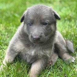 Adopt a dog:Scooby/German Shepherd Dog/Female/,Hi, I'm Scooby! I'm a 6-week-old male German Shepherd Dog with a beautiful blue & tan coat, born on July 25. I'll be ready to go home to my forever family after September 19, once I'm grown enough to leave my litter. When I reach my adult size, I should weigh between 60–110 lbs. I'm ICA registered. I have a lifetime experience of being cute. I've been a cutie since the day I was born! My fur is unlike any other and my cute face has been known to melt a heart or two.
