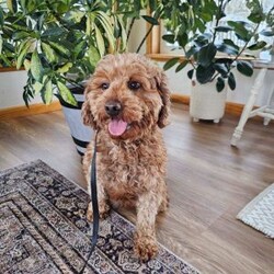 Turbo/Mini Goldendoodle									Puppy/Male	/10 Weeks,To contact the breeder about this puppy, click on the “View Breeder Info” tab above.