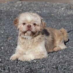 Storm/Teddy Bear									Puppy/Male	/9 Weeks,Meet Storm, a precious little bundle of warmth ready to light up your life! If you are looking for an adorable 