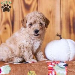 Cece/Mini Goldendoodle									Puppy/Female	/July 19th, 2026,Say hello to these adorable Mini Goldendoodle puppies! They are well socialized, friendly and oh so cute! They are vet checked and they are up to date with their shots and dewormer. You don’t want to miss out on these darlings! Call now!