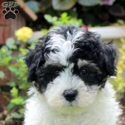 Ricky/Maltipoo									Puppy/Male	/June 23rd, 2026,This fluffy and fun Maltipoo puppy is well socialized and ready to meet you! Ricky is a wiggly guy who is lovable and sweet! He comes home with a health guarantee provided by the breeder, plus has been seen by a vet and is up to date on shots and de-wormer. Ricky is being family raised and will be happy by your side!