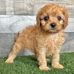 Adopt a dog:Demi/Cavapoo/Female/,Hi, I'm Demi! I'm a 6-week-old female Cavapoo. My dad is a Poodle and my mom is a Cavalier King Charles Spaniel. I have a beautiful red coat, and I was born on July 23. I'll be ready to go home to my forever family after September 17, once I'm grown enough to leave my litter. When I reach my adult size, I should weigh between 10–14 lbs. I'm all ready to be your new best friend and bring joy to your days.