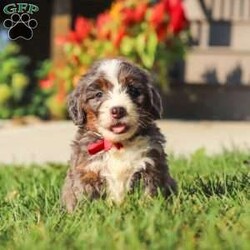 Lemonhead/Mini Bernedoodle									Puppy/Male	/6 Weeks,Hi, I’m Lemonhead, a very cute Mini Bernedoodle with an adorable face, a soft, fluffy coat, and a sweet personality that is sure to melt your heart! I’m a playful and affectionate little puppy who loves getting attention, exploring my surroundings, and spending time with the people around me. I enjoy playtime, cuddles, and being part of the fun, and I have a happy, loving personality that makes me such a joy to be around. I can’t wait to find my forever family and fill their home with lots of love, cuddles, and wonderful memories!