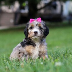 Starfire/Mini Bernedoodle									Puppy/Female	/6 Weeks,Hi, I’m Starfire, a very cute Mini Bernedoodle with an adorable face, a soft, fluffy coat, and a sweet personality that is sure to melt your heart! I’m a playful and affectionate little puppy who loves getting attention, exploring my surroundings, and spending time with the people around me. I enjoy playtime, cuddles, and being part of the fun, and I have a happy, loving personality that makes me such a joy to be around. I can’t wait to find my forever family and fill their home with lots of love, cuddles, and wonderful memories!