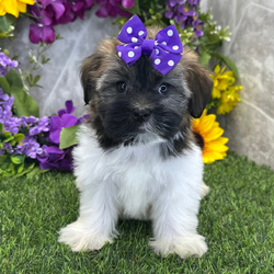 Peach/Havanese/Female/