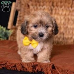 Scott/Teddy Bear									Puppy/Male	/9 Weeks,Say hello to Scott, a dashing little pup with an unforgettable face! As dedicated 