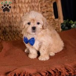 Storm/Teddy Bear									Puppy/Male	/9 Weeks,Meet Storm, a precious little bundle of warmth ready to light up your life! If you are looking for an adorable 