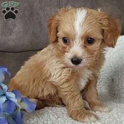 Captain/Toy Poodle Mix									Puppy/Male	/6 Weeks,Meet sweet lil Captain! Family raised well socialized with children and adults caring heart who will always be there comforting you with lots of love! We have 3 children so our fur-babies get lots of attention! Call Susan to schedule a visit im a at home mom so im pretty available! You would get along vet certificate, microchip numbers, health records, warranty that’s good for up to 1 year and a lil baggy food!! 