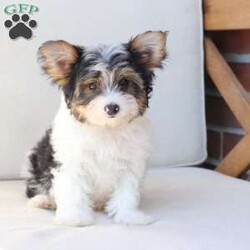 Charlie/Yorkie									Puppy/Male	/July 8th, 2026,Charlie is one of four and his litter, his approximate adult weight is 4 to 5 pounds. 