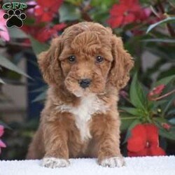 Annabelle – Mini F1BB/Mini Goldendoodle									Puppy/Female	/July 30th, 2026,Hello everyone we have an adorable litter of 5 Mini Goldendoodle puppies which are F1BB generation!! Mini Goldendoodles are a top quality breed and one of the number #1 family choice dog breeds! With there low shedding and hypoallergenic fur coat, fun playful ness and loving companionship your next furry friend is definitely one of these 5 sweet little ones. There mother is a F1B Mini Goldendoodle 25lb and there father is a Mini Poodle 18lb and has been Genetic tested CLEAR!! Each puppy in this litter goes home with a 1 year genetic health guarantee, custom info packet, vet records, shots & dewormer and family socialization started and so much more! Dont wait call now to reserve or schedule a in person visit! Thank you!
