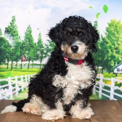 marshall/Mini Bernedoodle									Puppy/Male	/8 Weeks,Meet this darling with his beautiful wavy coat and sweet and playful personallity !!                                                                                                                                                                                                                                                                                       Well socialized and loved from my children he will be ready to join in whatever adventure you may have in store for him!