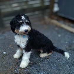 Hazel/Mini Bernedoodle									Puppy/Female	/August 5th, 2026,Meet our adorable bernedoodle puppy, Hazel! She is a sweetheart! Come meet Hazeĺ today and see that she may be the perfect fit for you! 