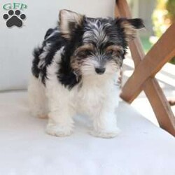 Cooper/Yorkie									Puppy/Male	/July 8th, 2026,Cooper is one of four in his litter, her approximate adult weight is 4 to 5 pounds.