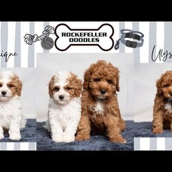 Unique/Cavapoo									Puppy/Male	/12 Weeks,Each puppy is unique but this one lives up to his name! Unique is handsome Cavapoo puppy looking for a fur-ever home! He will be ready to go with you on your summer vacations and adventures! He will come with a crate, Rockefeller Doodles puppy tag, small puppy bed, collar, leash, toy, blanket, and small bag of dog food.He also will be microchipped, up to date on vaccinations, vet checked, come with a 30 day health guarantee plus a 3 year genetic guarantee. He is f1b Cavapoo