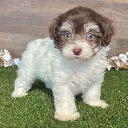 Lucy/Maltipoo/Female/