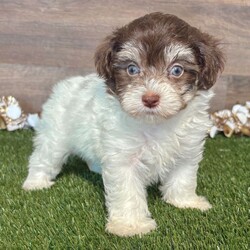 Adopt a dog:Lucy/Maltipoo/Female/,Hi, I'm Lucy! I'm a 7-week-old female Maltipoo. My dad is a Maltese and my mom is a Poodle. I have a beautiful chocolate & white coat, and I was born on August 3. I'll be ready to go home to my forever family after September 29, once I'm grown enough to leave my litter. When I reach my adult size, I should weigh between 6–10 lbs. I'm looking forward to being your sunshine on a rainy day.