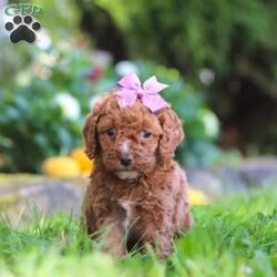 Sage/Cockapoo									Puppy/Female	/7 Weeks,Introducing an adorable F1B Cockapoo named Sage! This sweet girl is the definition of  sweet and lovable—always ready to greet people with tail wags and snuggles. She has a playful side too, especially when there’s a toy involved or a new spot to explore. With her soft, wavy coat and warm eyes, she knows exactly how to melt hearts. Whether it’s joining in on adventures or curling up for a cozy nap, this little one may just be the perfect little sidekick for your family!