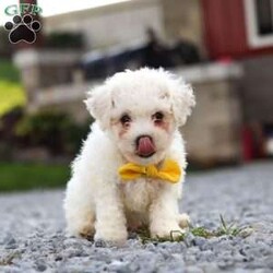 Rocky/Bichon Frise									Puppy/Male	/7 Weeks,Meet Rocky, an adorable AKC Bichon Frise puppy with a sweet personality, fluffy coat, and irresistible little face! Playful, affectionate, and curious, this lovable puppy enjoys exploring, playing with toys, and getting plenty of attention. With a gentle and happy nature, this little companion loves being around people and is sure to bring lots of love, fun, and cuddles to a forever home.