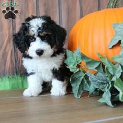 marshall/Mini Bernedoodle									Puppy/Male	/8 Weeks,Meet this darling with his beautiful wavy coat and sweet and playful personallity !!                                                                                                                                                                                                                                                                                       Well socialized and loved from my children he will be ready to join in whatever adventure you may have in store for him!