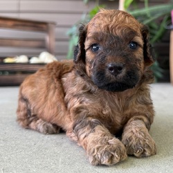 Adopt a dog:Solly/Goldendoodle/Female/,Hi, I'm Solly! I'm a 4-week-old male Goldendoodle. My dad is a Poodle and my mom is a Goldendoodle. I have a beautiful brindle coat, and I was born on August 23. I'll be ready to go home to my forever family after October 19, once I'm grown enough to leave my litter. When I reach my adult size, I should weigh between 14–18 lbs. I'm ICA registered. I'll bring the love, you bring the treats.