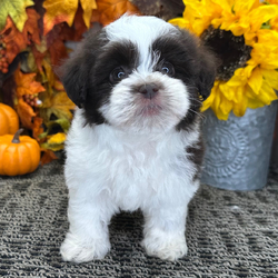 Electra/Havanese/Female/